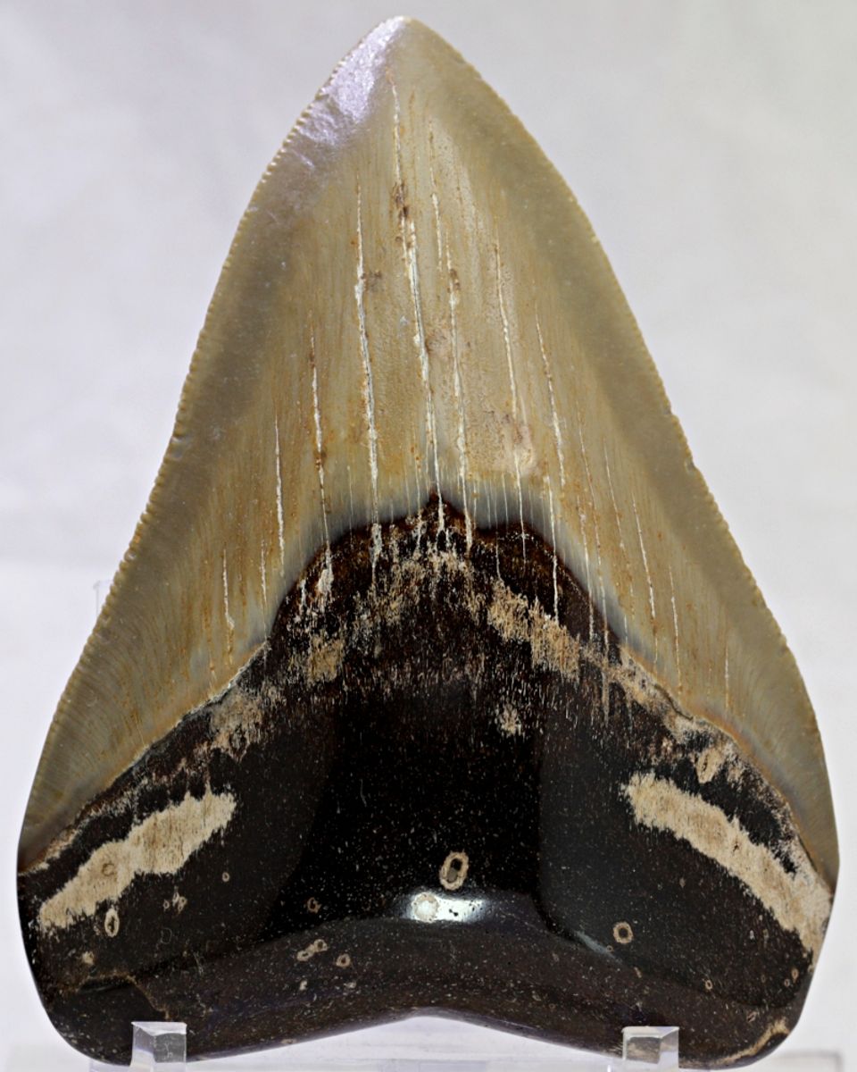 Megalodon-tann, litt polert (9,8 cm), South Carolina, USA