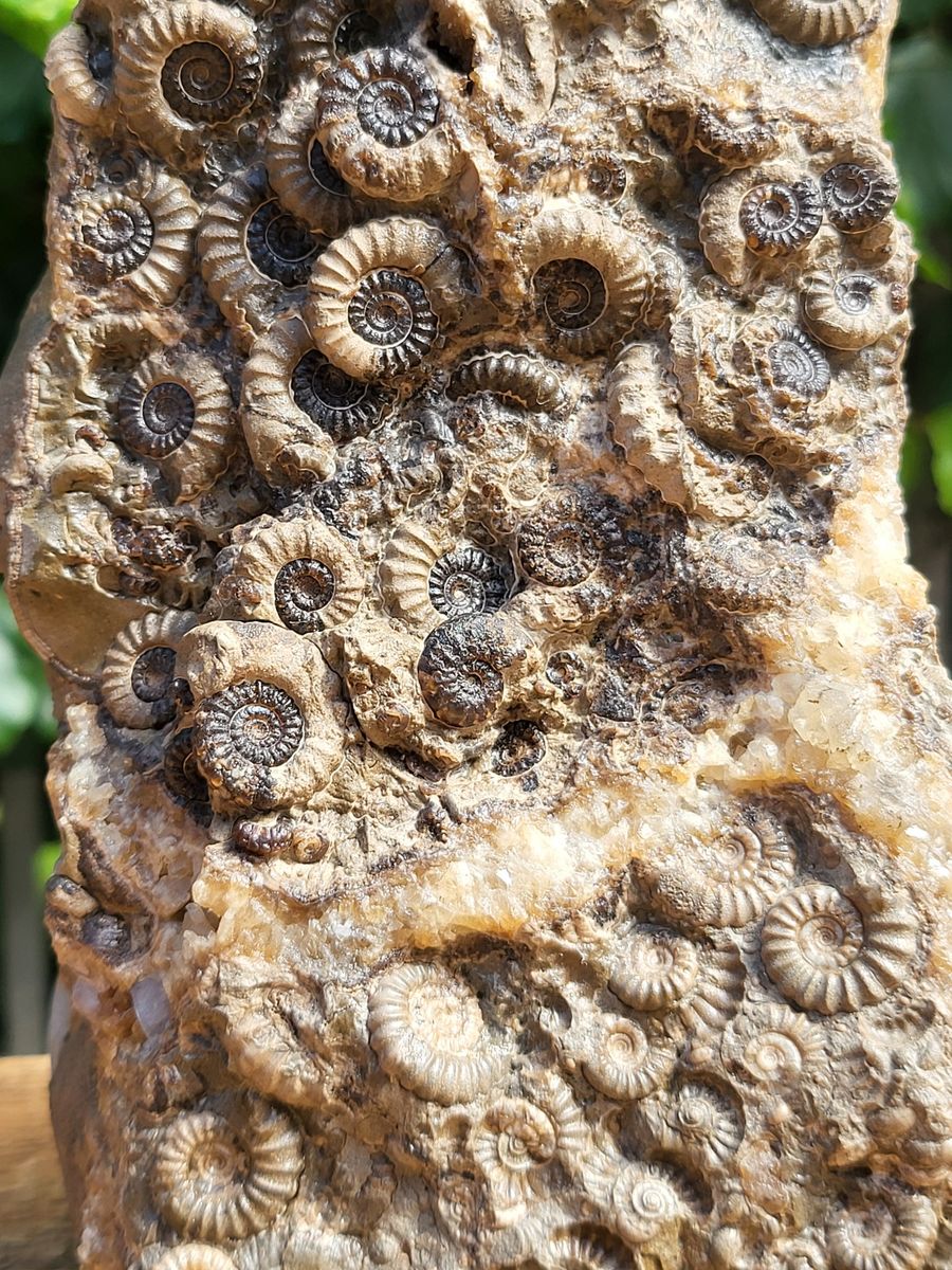 Massedødgruppe, ammonitter (Promicroceras sp.), Marston Magna
